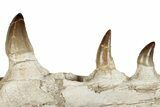 Mosasaur (Prognathodon) Jaw with Seven Teeth - Morocco #259677-5